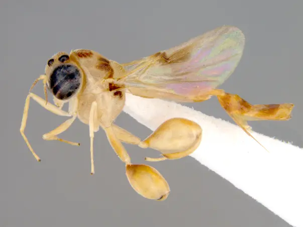 Insects.. The Beautiful Six-legged Freaks of Nature
