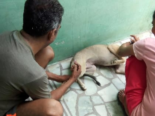 Making a shelter for disabled blind animals and donate food