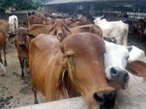 Your Contribution can make a huge Difference....Go Cow Funding
