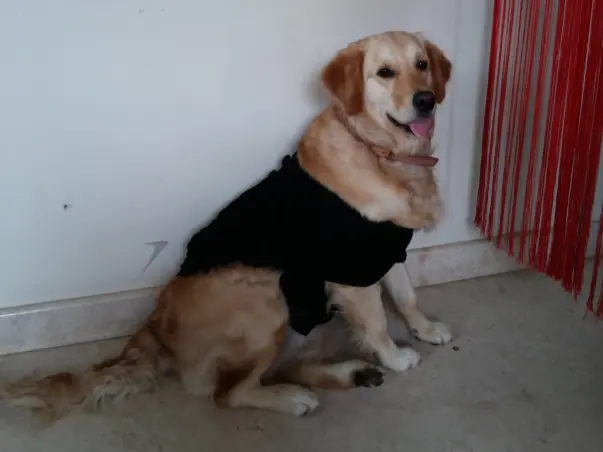 Support And Help For Pinky (Dog)