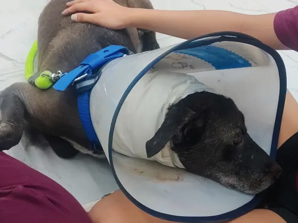 Help Brownie Fight Aural Hematoma