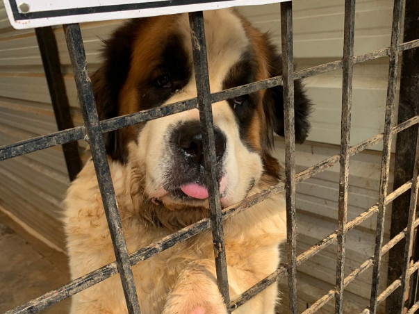 Help Rebuild Girish's Shelter For Strays Ravaged By Rain