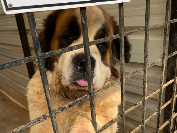 Help Rebuild Girish's Shelter For Strays Ravaged By Rain