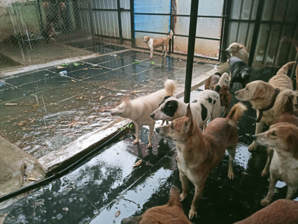 Help Rebuild Girish's Shelter For Strays Ravaged By Rain