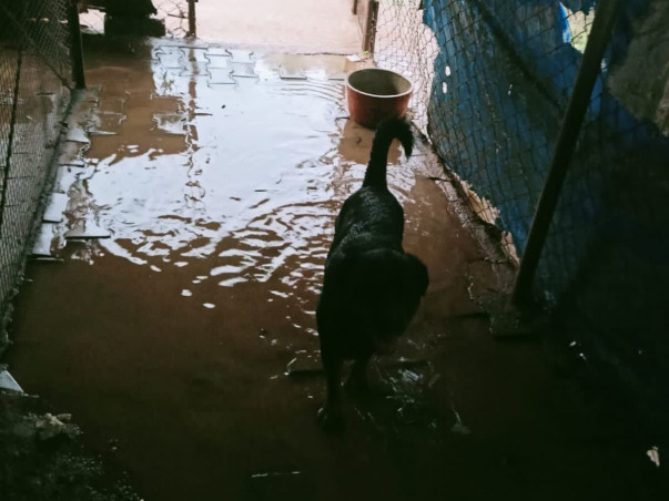 Help Rebuild Girish's Shelter For Strays Ravaged By Rain