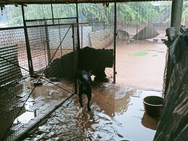 Help Rebuild Girish's Shelter For Strays Ravaged By Rain