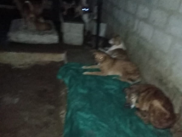 Help Rebuild Girish's Shelter For Strays Ravaged By Rain