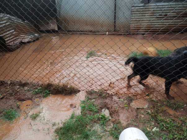 Help Rebuild Girish's Shelter For Strays Ravaged By Rain