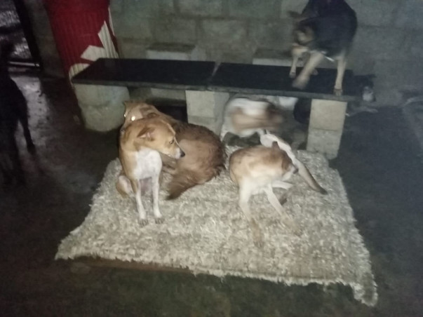 Help Rebuild Girish's Shelter For Strays Ravaged By Rain
