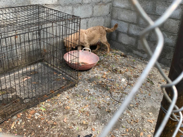 Help Rebuild Girish's Shelter For Strays Ravaged By Rain