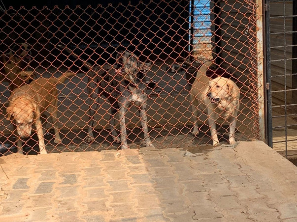 Help Rebuild Girish's Shelter For Strays Ravaged By Rain