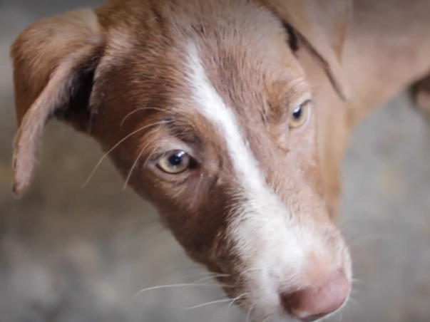 Support and Help For voiceless Stray Dogs