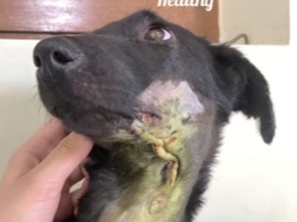 HIT And RUN Case