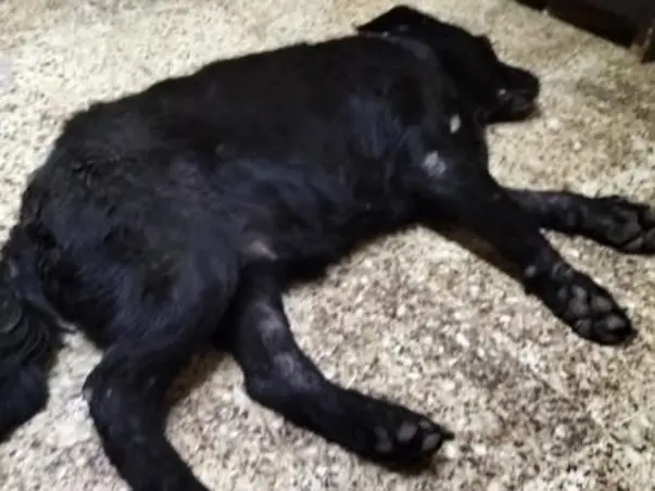 Help Me To Save My Pet Dog Diana