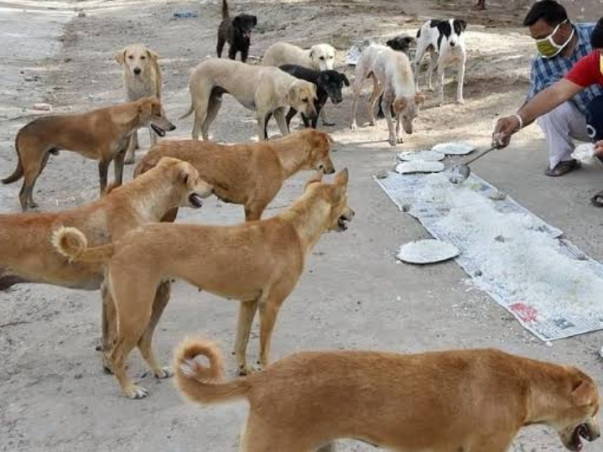 EMERGENCY HELP ME FOR STREET DOGS,COWS & CAT ETC,FOOD & MEDICAL TREAT
