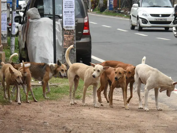Animal Lovers