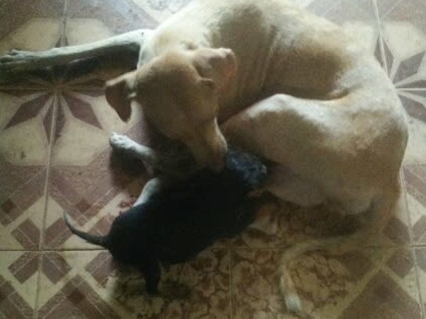 Shelter home needed for our street voiceless Animals