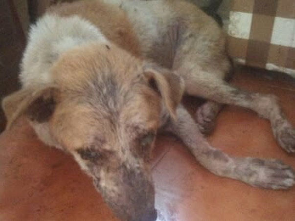 Shelter home needed for our street voiceless Animals