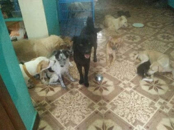 Shelter home needed for our street voiceless Animals