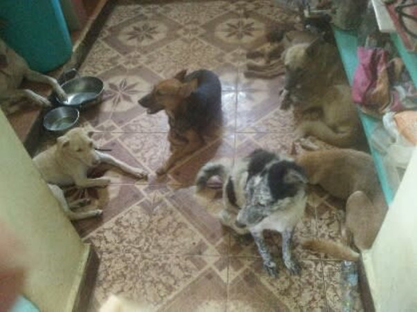 Shelter home needed for our street voiceless Animals