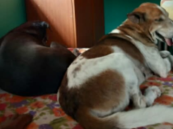 Shelter home needed for our street voiceless Animals