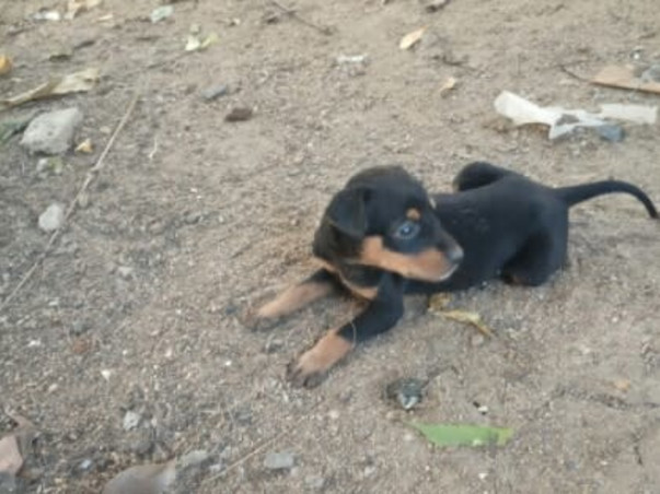 Shelter home needed for our street voiceless Animals