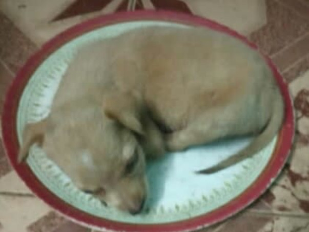 Shelter home needed for our street voiceless Animals