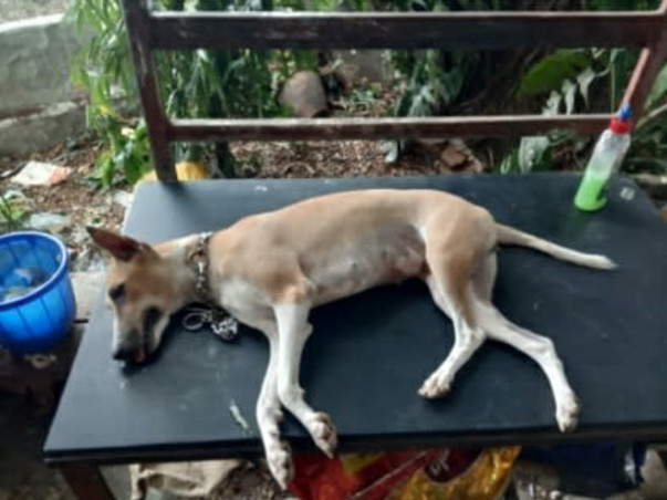 Shelter home needed for our street voiceless Animals