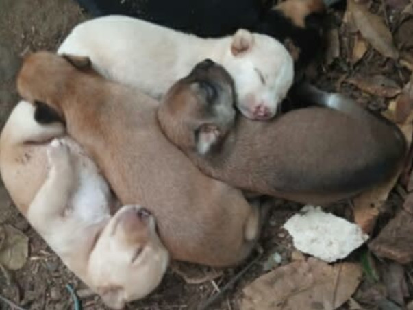 Shelter home needed for our street voiceless Animals