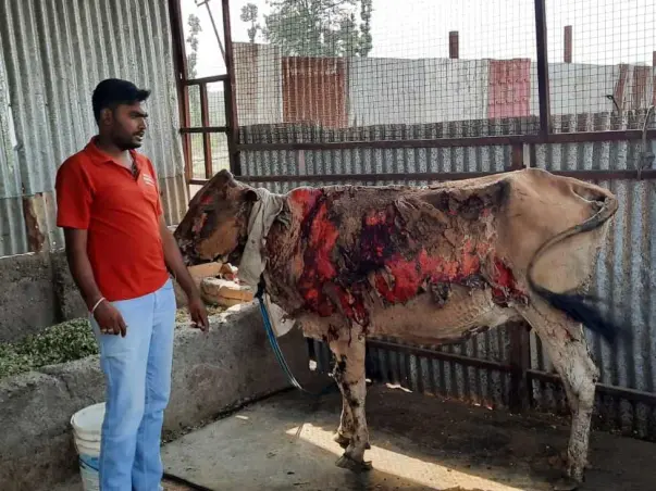 Help Injured Stray Cows of Goshala For Their Medical Treatment & Food