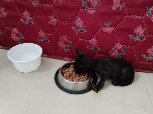 Help Coco And Other Cats At Smyle Squad Foundation