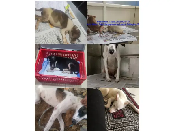 Help Nishith's rescues.