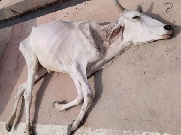 ABH GAU SEVA AUR BHI ASAAN