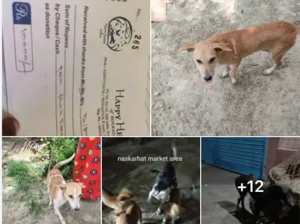 Mass Stray Dog Sterilization Campaign | Ecospace- Dlf Region