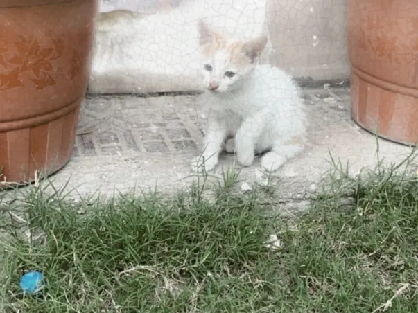 Help An Innocent Life