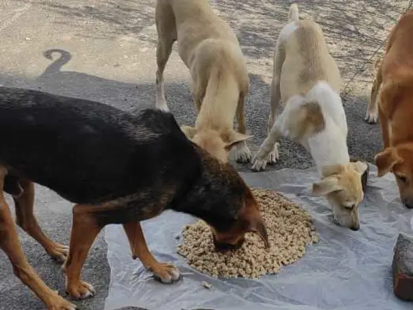 URGENT FUNDS NEEDED TO HELP CRITICALLY INJURED ANIMALS