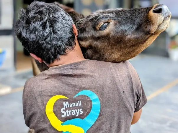 Help Manali Strays Raise Funds to help Animals in Monsoon Season