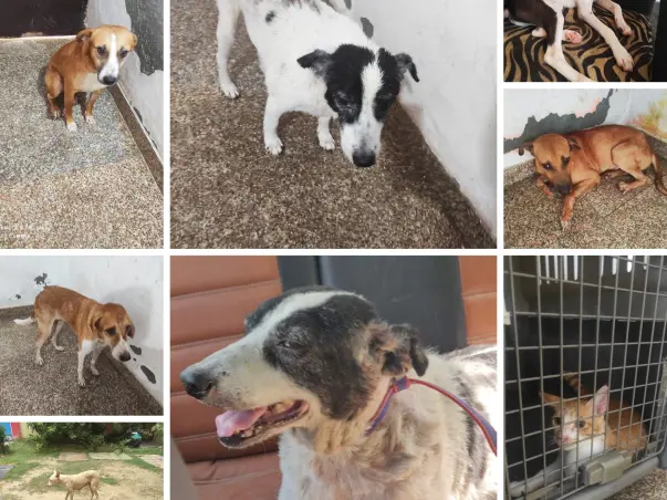 Help me in clearing boarding & ambulance dues for rescued animals