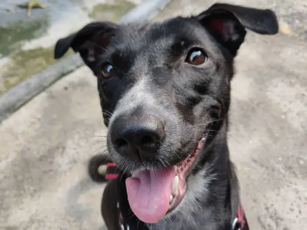 Help pay for Molly's Shelter Home!