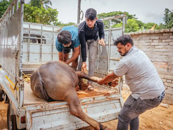 Support Odisha's 1st Renewable Energy Powered Cageless Animal Shelter
