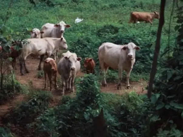 Protect Cow Life