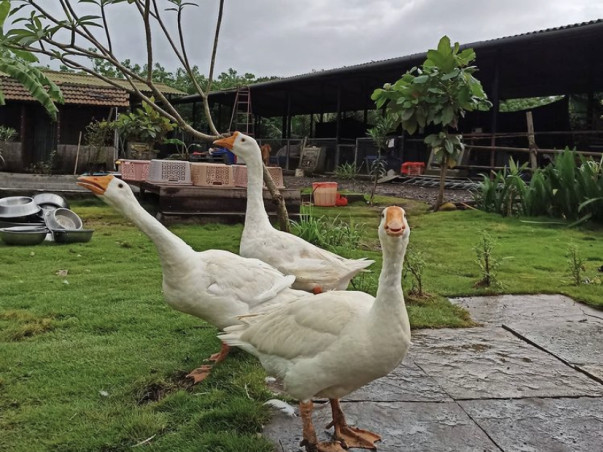 Help bring electricity for rescued animals at Hands That Heal