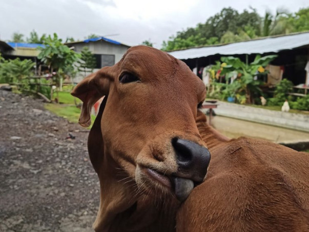Help bring electricity for rescued animals at Hands That Heal