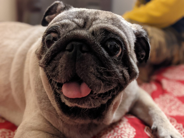 Donate to Animal Rehab/Shelter for Vet Bills