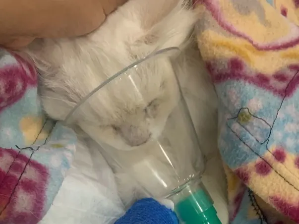 Help Pebble fight Dystocia