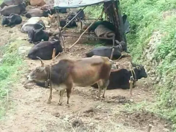 गौशाला के लिए आप लोगों का सहयोग