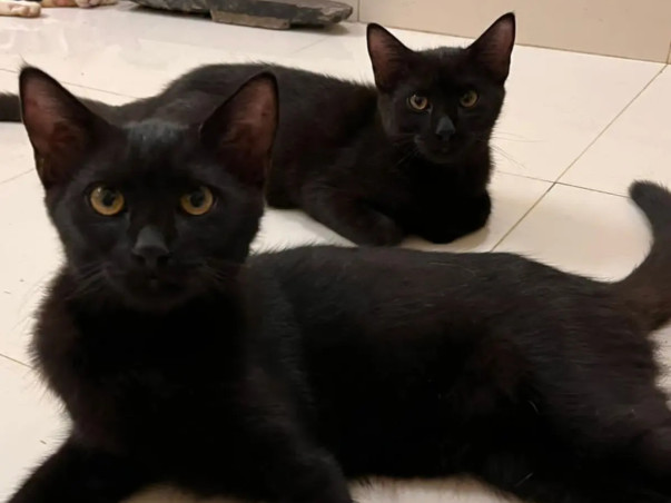 Donate to Animal Rehab/Shelter for Vet Bills