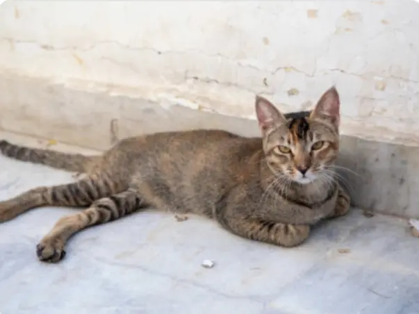 Care for strays