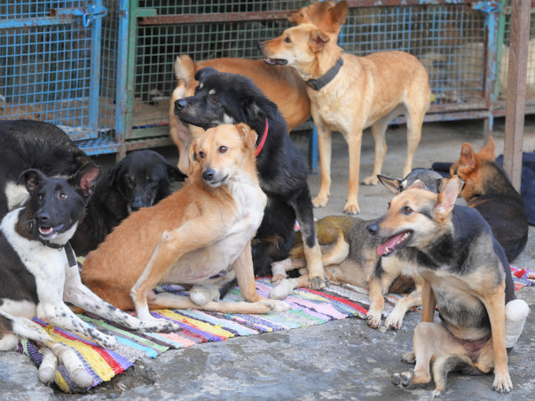 Support Us To Provide Better Facilities To Special Needs Animals