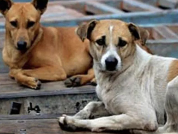 Street Dog Deserve Better